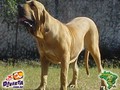 In Memorian - Fila Brasileiro Dourado - Canil Singular - Mont